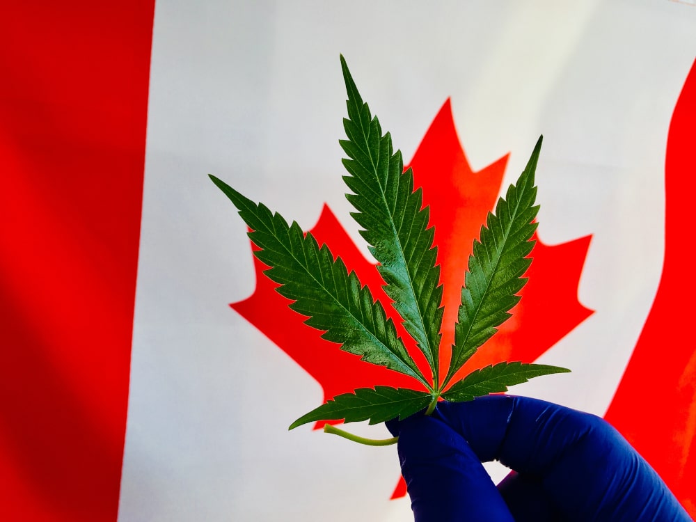 Marijuana Laws and Penalties in Canada