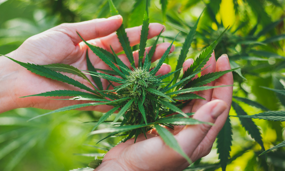 Grow Cannabis On Your Own